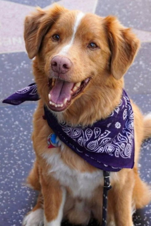 Foto de Indy