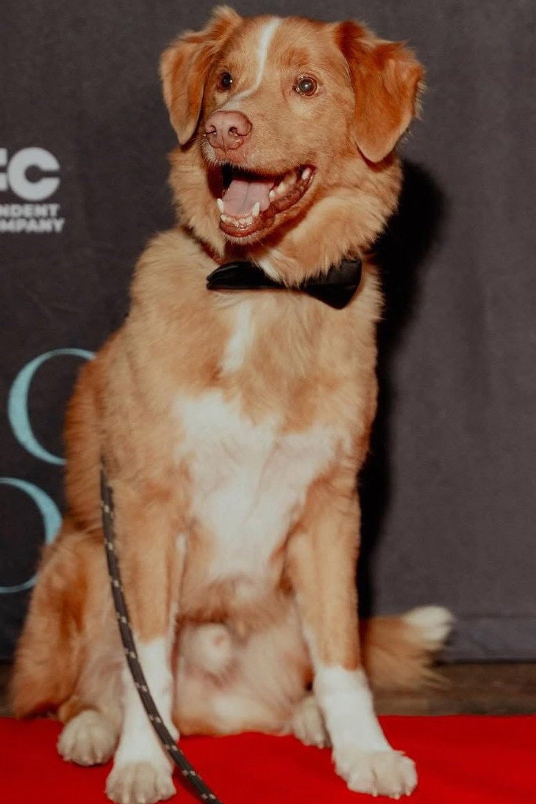 Foto de Indy