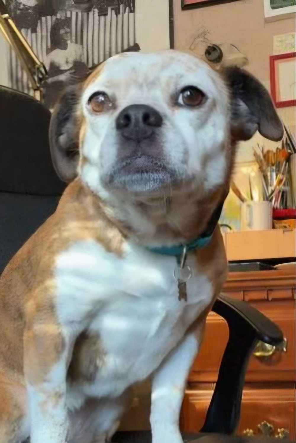 Foto de Dorothy the Dog